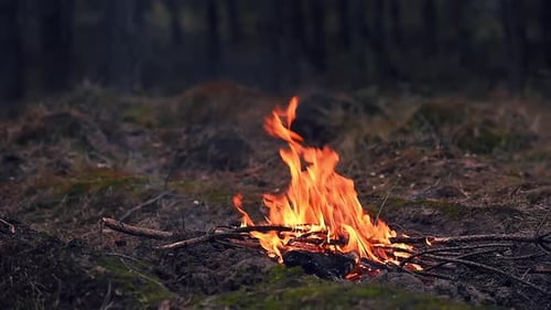 Bonfire in the Forest at Night