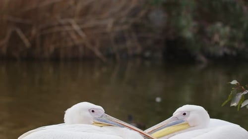 White Pelicans Near The Lake