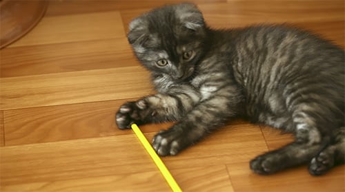 Playful Kitten