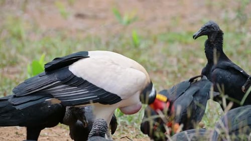 King Vulture with Black Vultures Eating