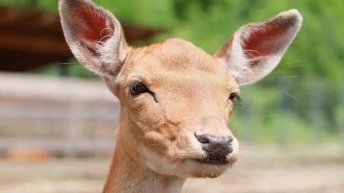 Deer with horns in the zoo chewing grass, close-up. Deer graze in the zoo