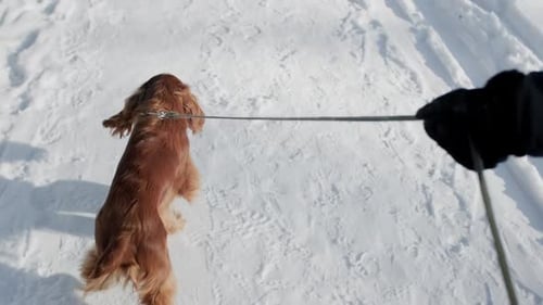 Cocker Spaniel Dog Walking on Leash in Winter Snow