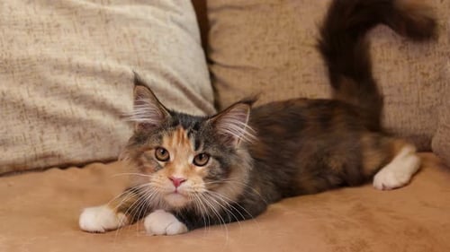 Playful Funny Curious Classic Black Tabby Young Maine Coon Kitten Cat Lying At Home Sofa And Jumping