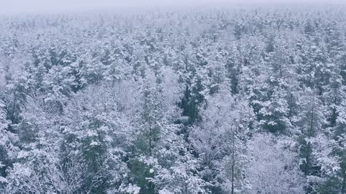 Beautiful Snowy White Forest In Winter Frosty Day