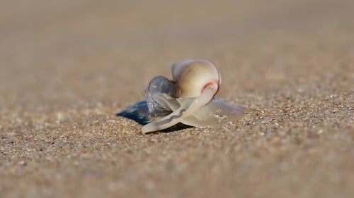 Plough Snail Predating On A Blue Bottle