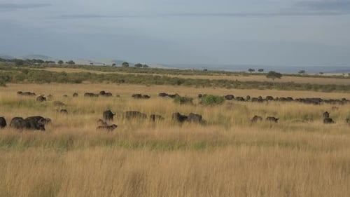 Afrikanische Büffelherde in den Savannenebenen