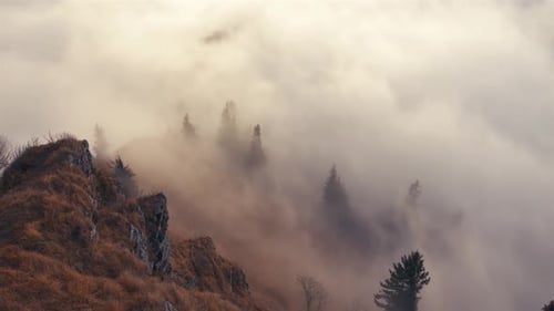 Misty Mountain Forest Nature