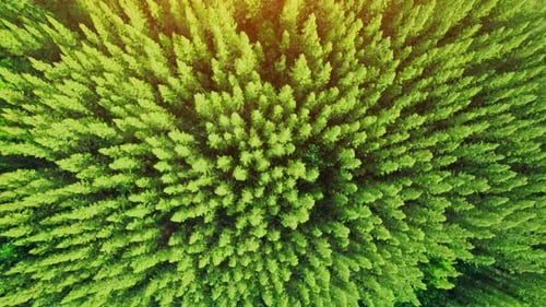 Hermoso bosque de pinos tropicales. 4K
