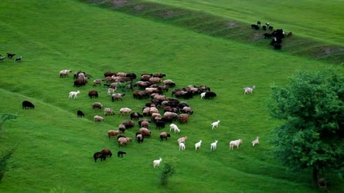 Sheep and Goats Graze in the Pasture