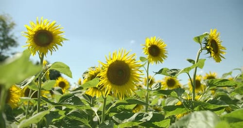Sunflowers 03