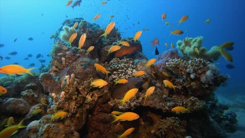 Colorful Reef Scene