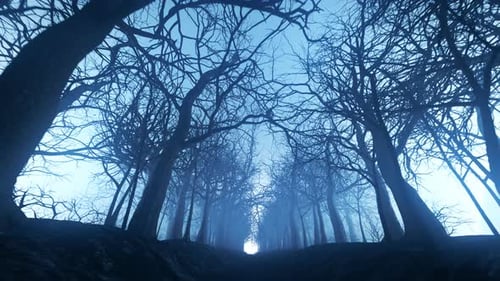Forest alley in dense fog. Bare trees during winter. Dark moody landscape.