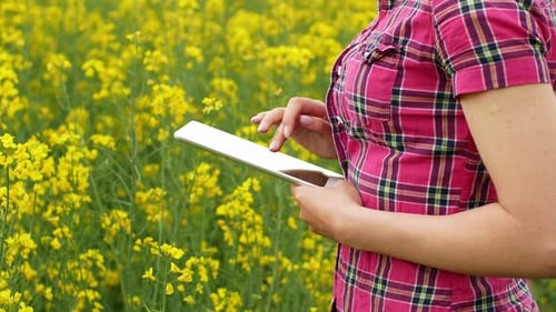 Uma jovem agricultora entra em um campo de colza e verifica a qualidade da planta