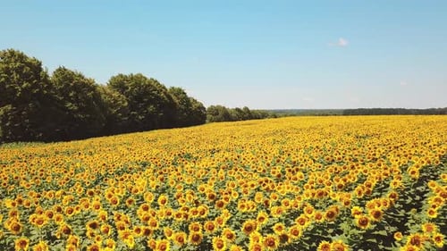 Sonnenblumen-Feld