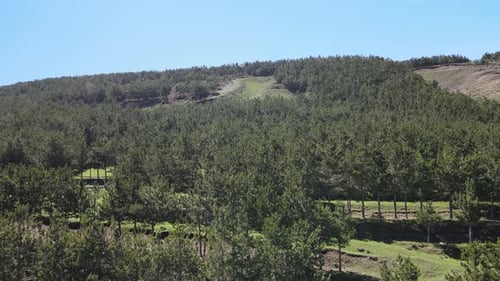 Scenic Aerial View of Tree Farm on Sunny Hillside