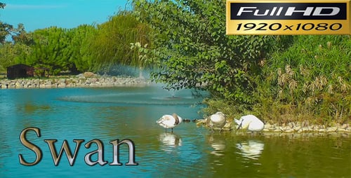 Swans Swimming in Tropical Pond Landscape