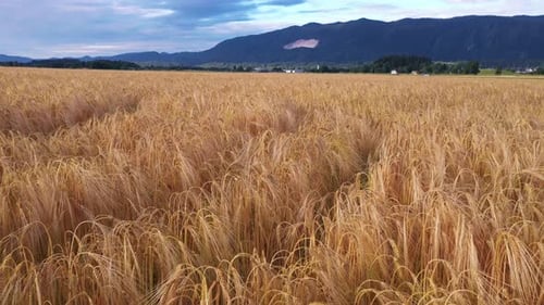 Summer sunset in the Wheat Field