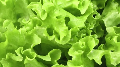 Fresh Green Lettuce in Close Up Detail