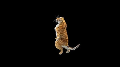 Tiger-Tanz HD