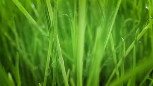 Green Grass Shooting