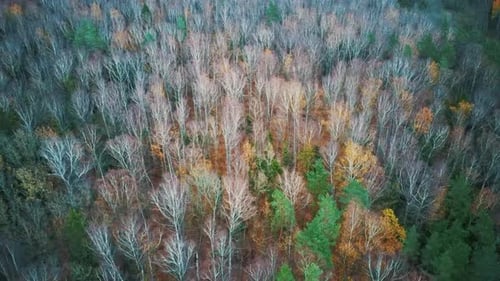 Autumn Trees Forest Landscape Aerial Shot, With Coniferous Wood Olden Foliage