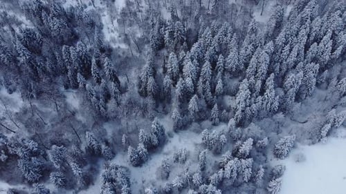 Aerial Forest view - Winter Landscape Aerial