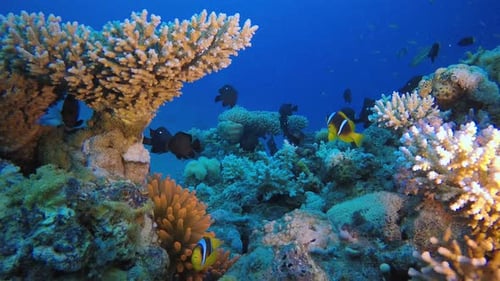 Tropical Clown Fish and Sea Anemone