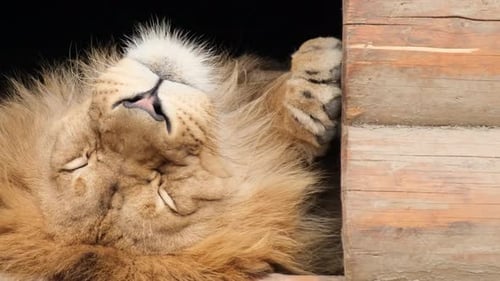 Der schöne große Löwe ruht in einem Holzhaus im Zoo.