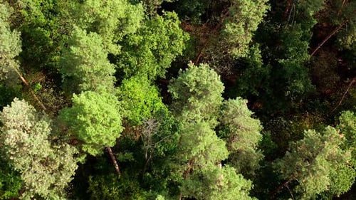 Nature background of woodland. Beautiful forest. Tall trees in wood. Green pine trees.