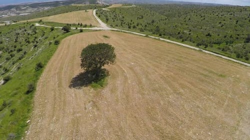 Lonely Tree Standing in Agricultural Field, Influence of People on Environment