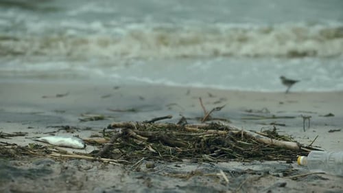 Polluted Beach with Trash and Dead Fish