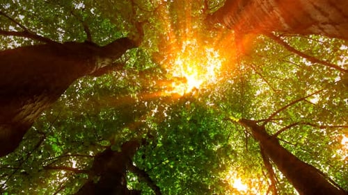 Sunlight Streaming Through Forest Canopy