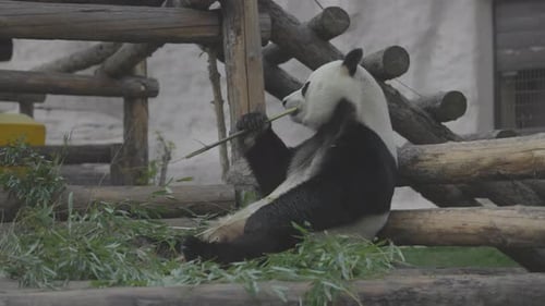 Netter Panda frisst Bambus