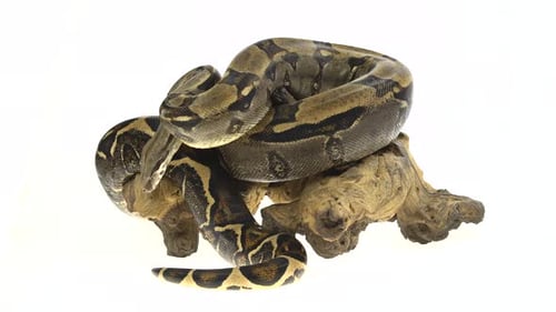 Royal Python ou Python Regius em um obstáculo de madeira no estúdio contra um fundo branco.