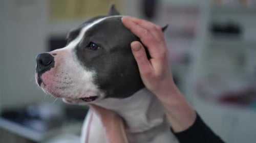 Closeup Head of Anxious Dog with Veterinarian Holding Domestic Pet Face Examining Animal in