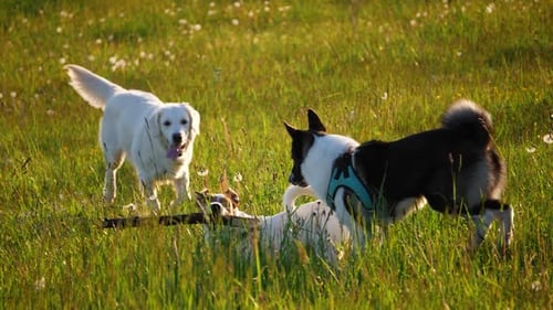 West Siberian Husky, jack russell dogs playing in the park