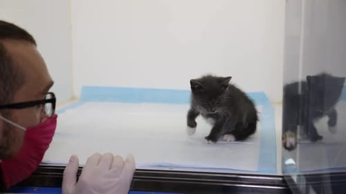 Veterinarian Examines Sweet Fluffy Kitten