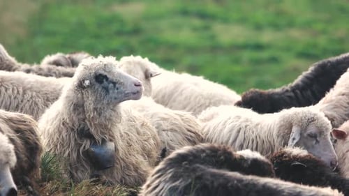 Ovelhas de fazenda pastando em campo verde