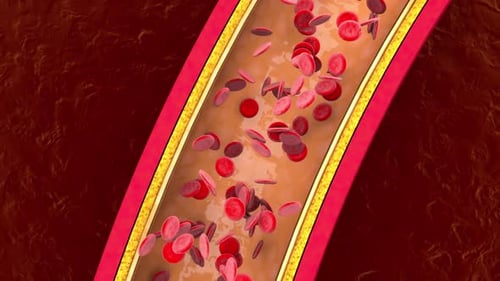 Red Blood Cells Flowing in a Vein Medical Animation