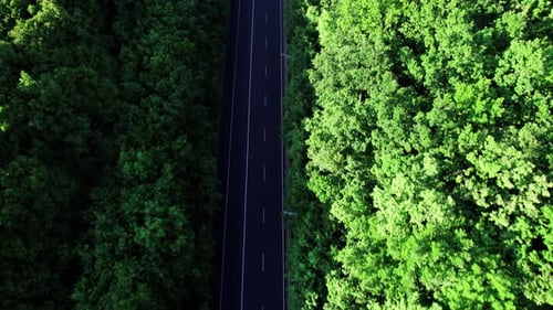 Auto fährt eine Asphaltstraße entlang und überquert den riesigen Wald