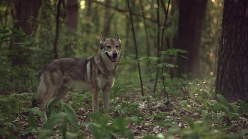 Dangerous and Wild Animal Wolf in the Forest