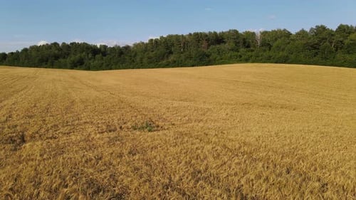 Aerial View Of A Wheat Field