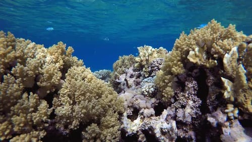 Underwater Coral Tropical Reef Marine