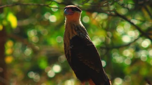 Caracara mit nördlichem Haube in der brasilianischen Savanne auf einem Ast neben der Autobahn