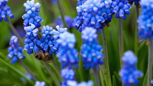 Bee Pollinating Blue Grape Hyacinth Flowers in Spring