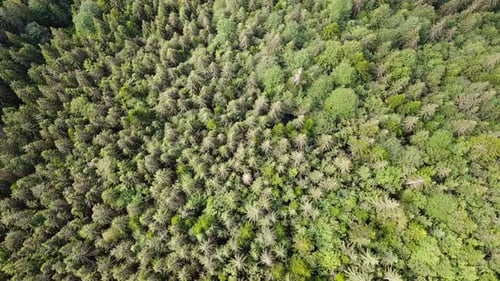 Dense deciduous fresh green forest in summer day - top down view