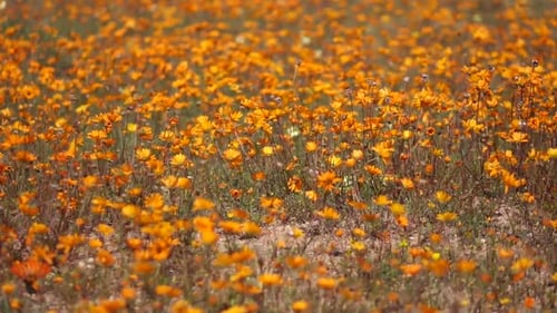 Wild Flowers, Namaqualnd, South Africa