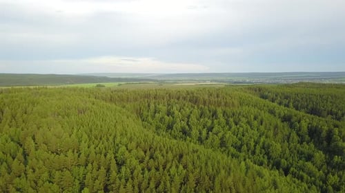 Forest Nature