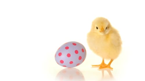 Yellow Chick Stands by Polka Dot Easter Egg