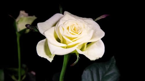 Timelapse de creme: rosa amarela branca cresce flor